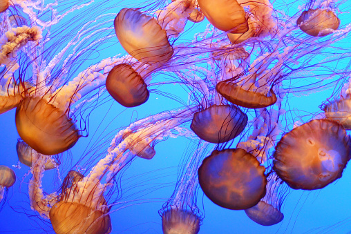 Orange jellyfish floating and swimming in the blue ocean