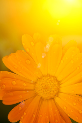marigold blossom close-up