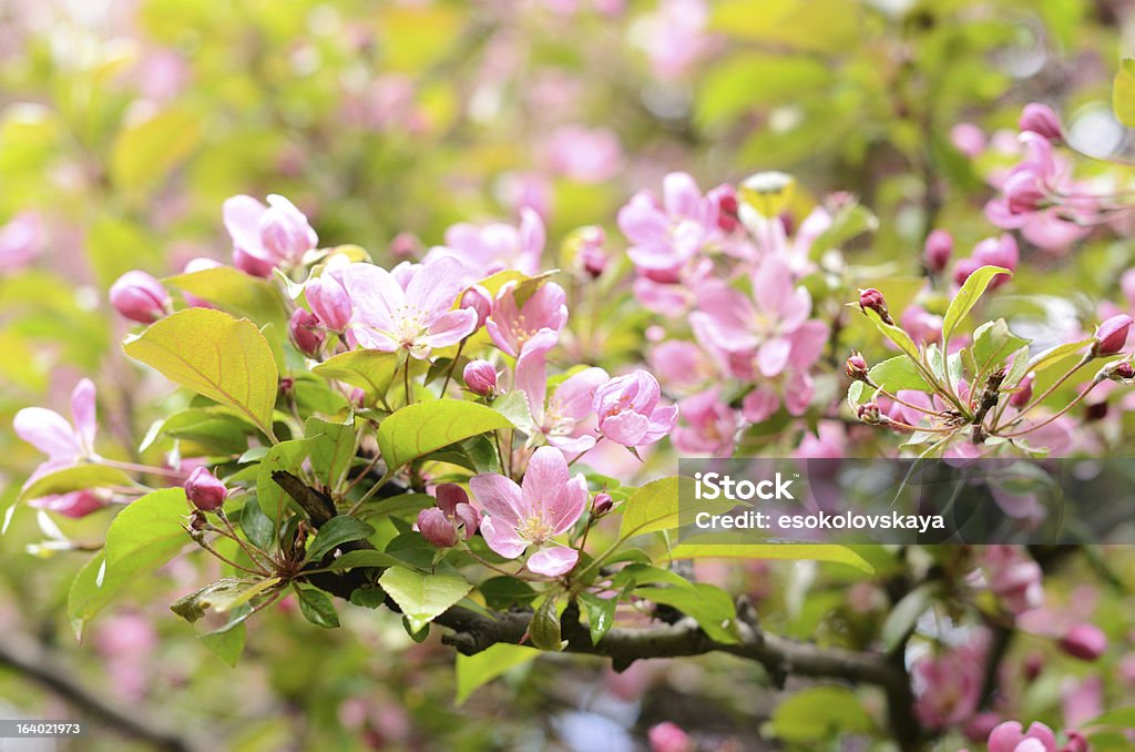 Wiosna Jabłko kwitnące drzewo z tenderly Różowe kwiaty - Zbiór zdjęć royalty-free (Fotografika)