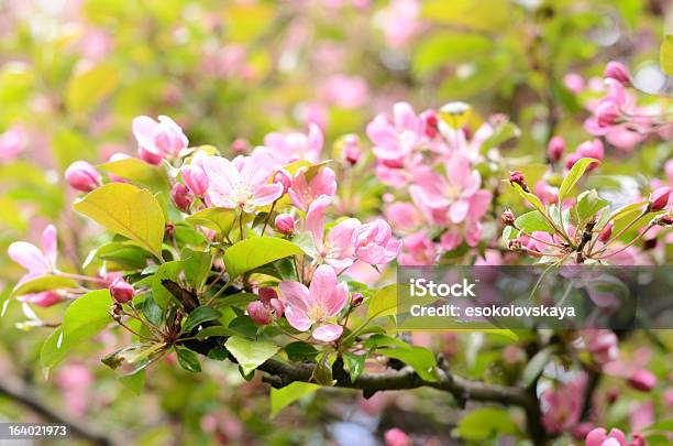 Wiosna Jabłko Kwitnące Drzewo Z Tenderly Różowe Kwiaty - zdjęcia stockowe i więcej obrazów Fotografika