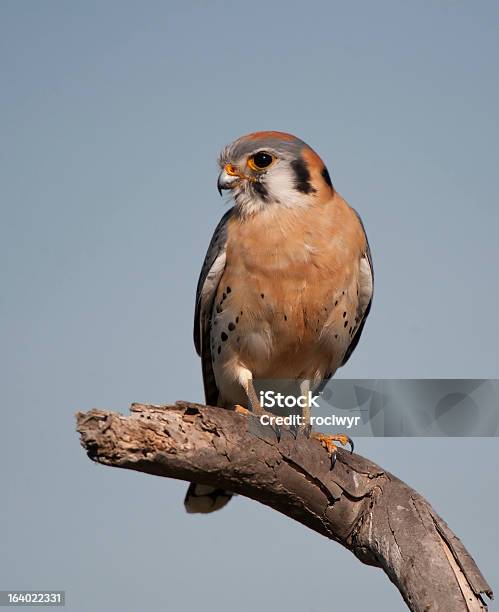 Peneireiroamericano - Fotografias de stock e mais imagens de Animais caçando - Animais caçando, Animal selvagem, Ao Ar Livre