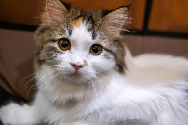 istock Fluffy white cat looking at the camera 1640232211