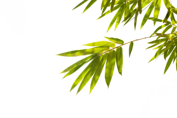 istock Bamboo leaves,Isolated on a white background, 1640232248