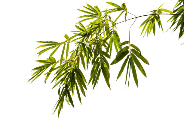 istock Bamboo leaves,Isolated on a white background, 1640232252