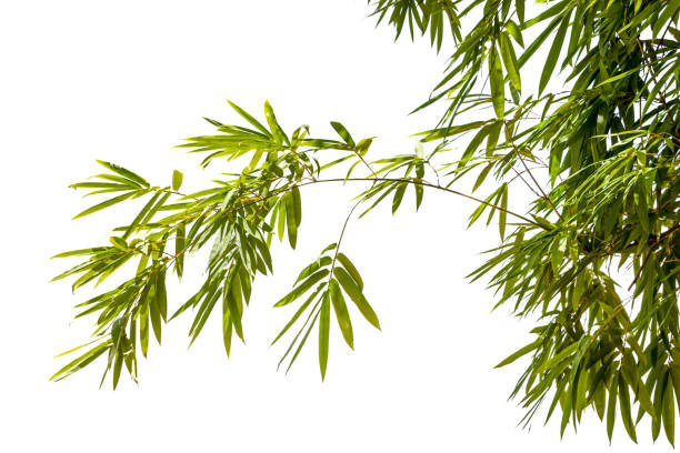 istock Bamboo leaves,Isolated on a white background, 1640232253