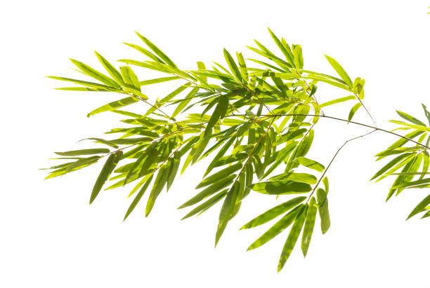 istock Bamboo leaves,Isolated on a white background, 1640232267