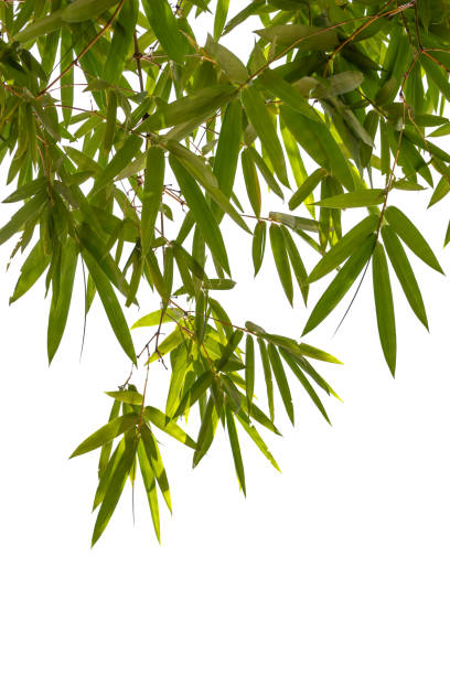 istock Bamboo leaves,Isolated on a white background, 1640232424