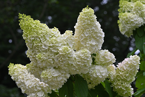 Bouquet of white and yellow flowers with an empty greeting card