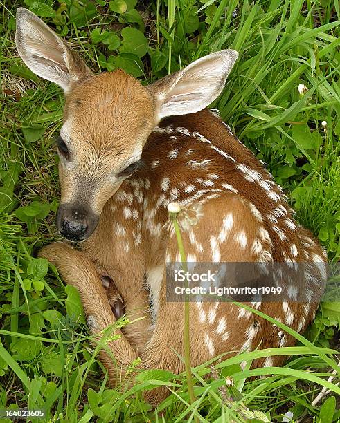 Whitetail Deer Cervato Foto de stock y más banco de imágenes de Aire libre - Aire libre, Animal, Animal joven