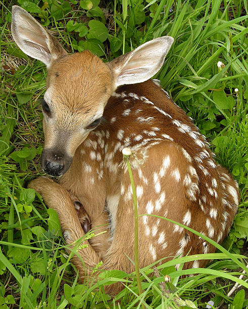 istock Whitetail Deer Fawn 164023605