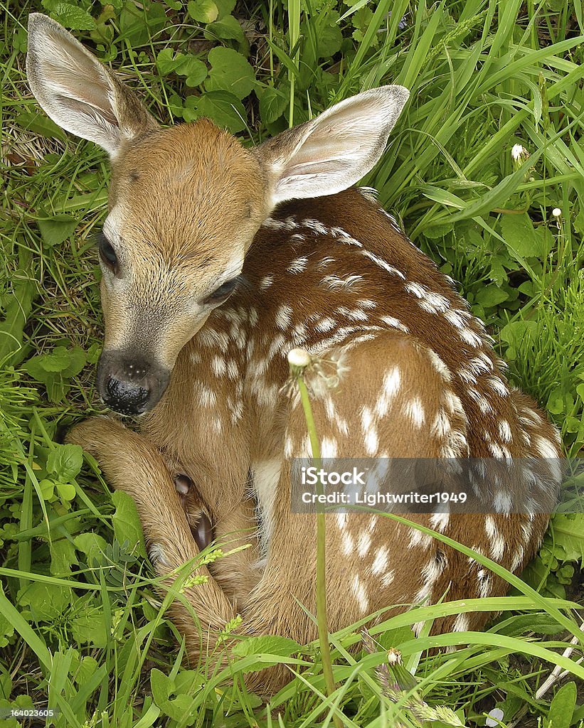 Whitetail Deer Cria de enho - Royalty-free Animal Foto de stock