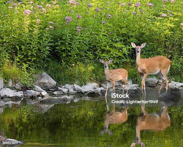 Whitetail Deer Doe And Fawn Stock Photo - Download Image Now