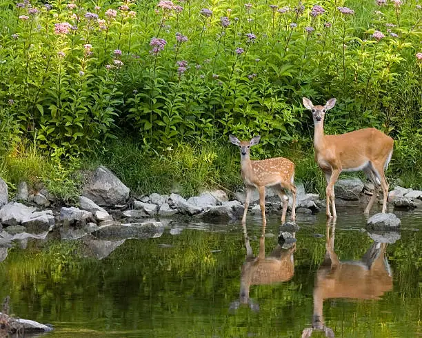 Whitetail deer doe and fawn at waters edge with reflection.