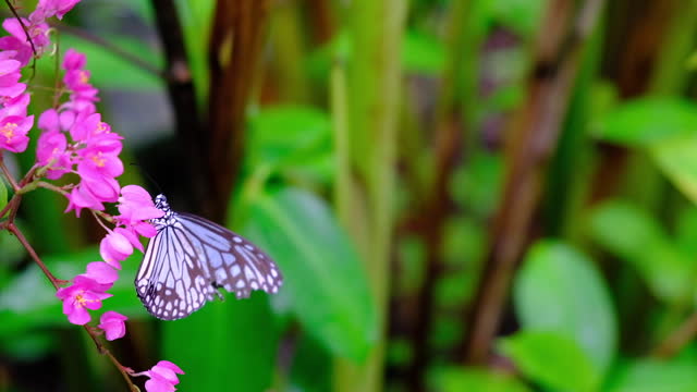 Butterflies and flowers, butterfly in garden nature footage.