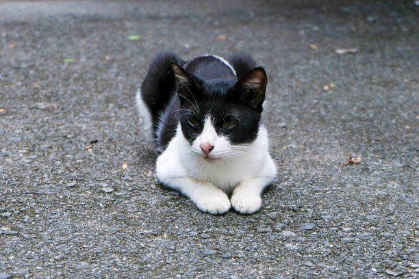 istock Thai cat lying on the floor 1640241317