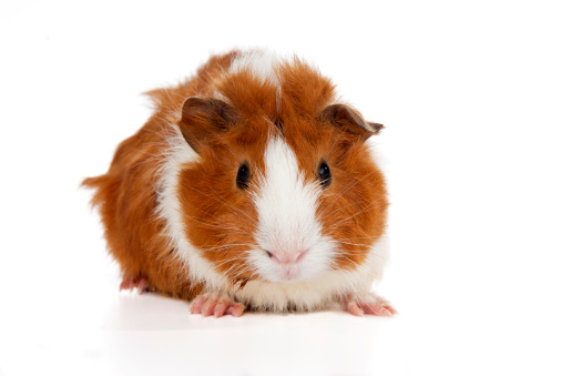 Baby Abyssinian Guinea Pig on white Background. (2 weeks old)