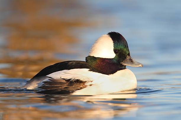 bufflehead (bucephala albeola) - 버플헤드덕 뉴스 사진 이미지