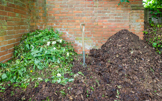 Compost heap. Composting at home in a garden, UK. Two heaps with green garden waste, depicts organic gardening.