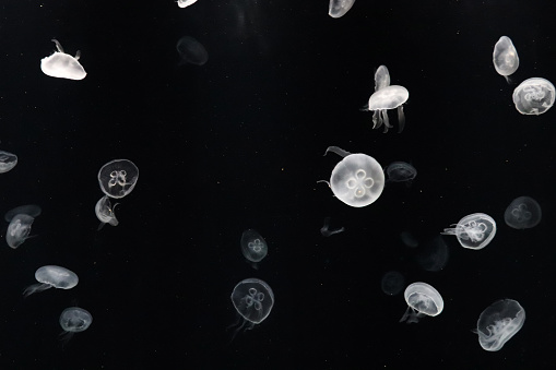 Countless jellyfish floating in the dark