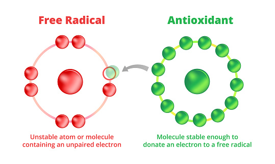 Vector scientific illustration of antioxidants and free radicals. A free radical is an unstable molecule with unpaired electron. Antioxidant is a molecule stable enough to donate an electron. The illustration is isolated on a white background.
