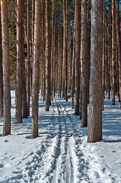 スキーコースで、松の森 - rural scene russia ski track footpath ストック�フォトと画像