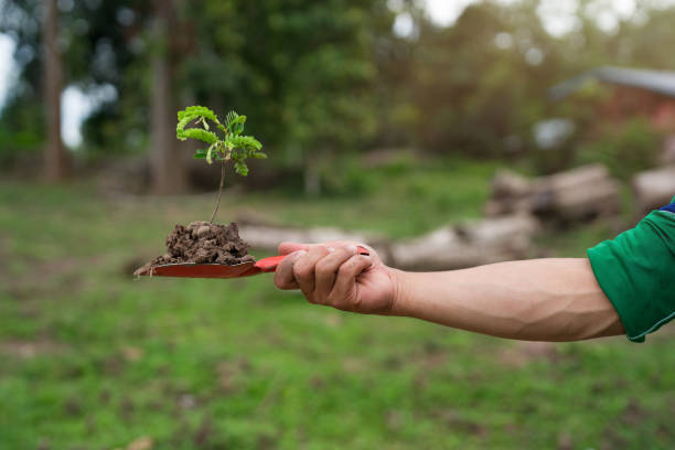 Hand holding a shovel digging soil with a small plant. The concept of reforestation and nature restoration. Hand holding a shovel digging soil with a small plant. The concept of reforestation and nature restoration. green fingers stock pictures, royalty-free photos & images