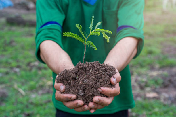istock Hand holding the soil with a small tree.  Concept for reforestation and nature restoration. 1640275586