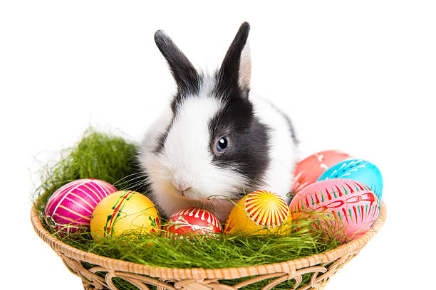 Cute Easter bunny with eggs in basket Easter bunny, grass and eggs in basket, isolated on white background soft nest stock pictures, royalty-free photos & images