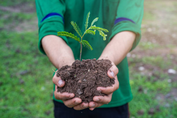 istock Hand holding the soil with a small tree.  Concept for reforestation and nature restoration. 1640276713