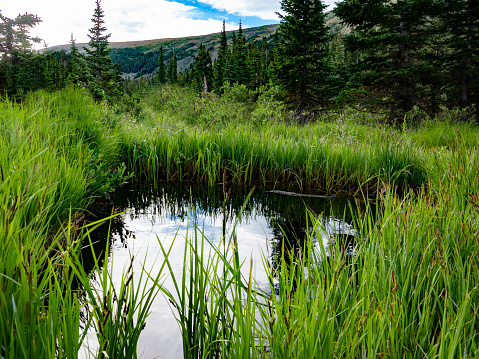 Small pond in a mountain meadow.