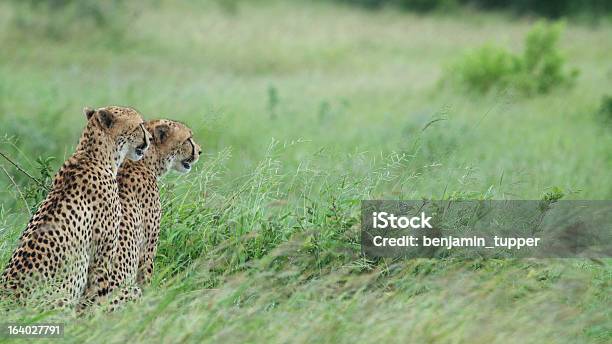 Two Cheetahs Side Shot Stock Photo - Download Image Now - 2013, Animal Wildlife, Animals Hunting
