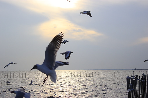 A flock of seagulls flies over the edge of the sun.