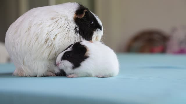 Newly born mother guinea pig. Breastfeeding her babies. She just gave birth; with her sweet and adorable puppies.