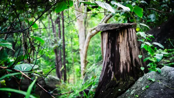 Photo of tree stump, brown, black stone, blank, top, forest, green