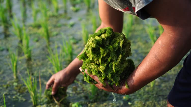 Cladophora glomerata is being harvested