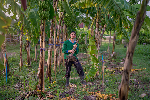 Handsome gardener happily takes care of the banana plantation.
