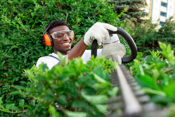 un ouvrier de jardin en uniforme coupe des buissons, un homme afro-américain en lunettes et écouteurs travaille dans le jardin - sheep shearing audio photos et images de collection