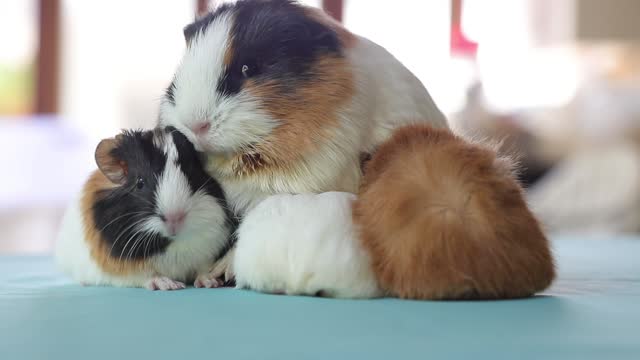 Newly born mother guinea pig. Breastfeeding her babies. She just gave birth; with her sweet and adorable puppies.