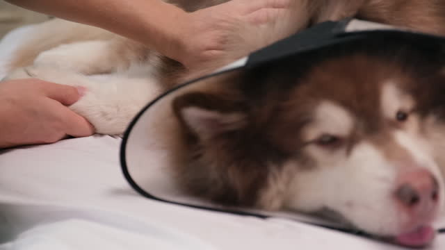 Furry Dog in Cone Collar Laying on Couch during consultation at vets room