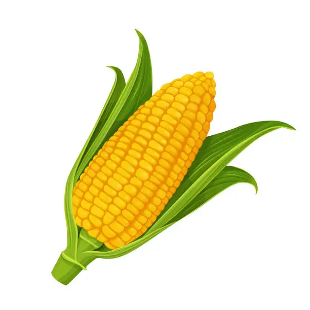 Vector illustration of corn isolated on white background. Vector eps 10. perfect for wallpaper or design elements