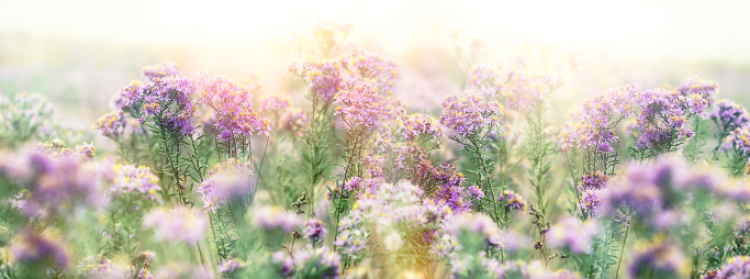 Flowering purple flower, beautiful nature in meadow, beautiful purple flowers in the meadow at sunset, loral background