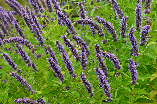 Giant purple hyssop, late summer