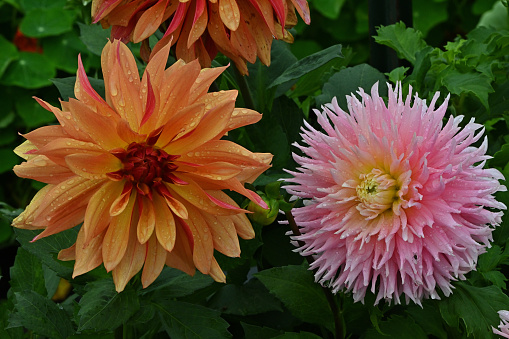 Pink and yellow dahlia flowers in garden