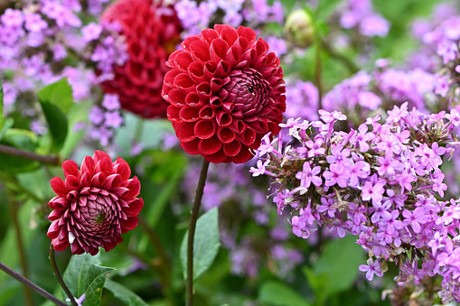 Red dahlias with raindrops and pink phlox, late summer