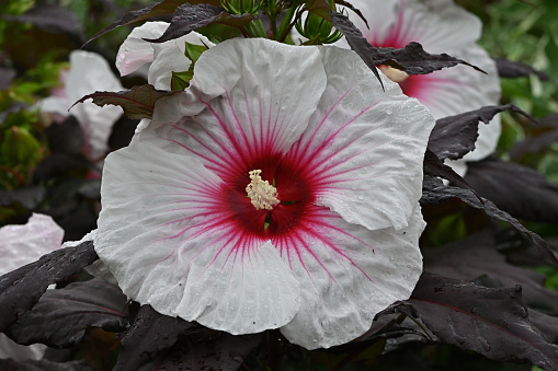 White hibiscus with purple foliage and raindrops, late summer