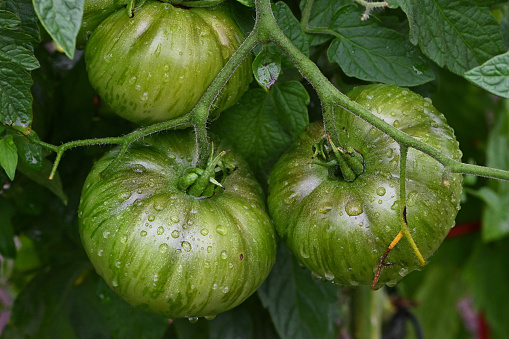 Three green tomatoes on vine with raindrops, late summer