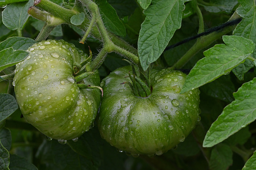Green tomatoes on vine with raindrops, late summer