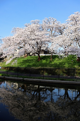 Japanese river and cherry blossom trees landscape photo