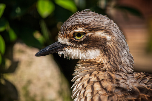 Portrait of spotted thick-knee, Burhinus capensis, spotted dikkop or Cape thick-knee