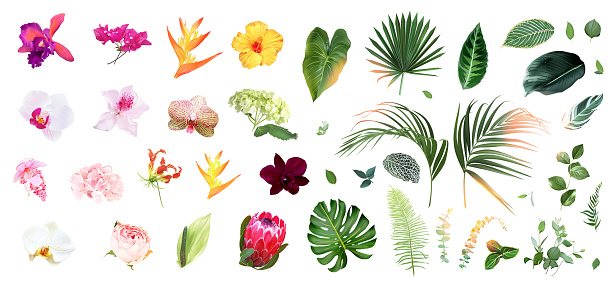 Exotic tropical flowers, orchid, strelitzia, pink medinilla, protea, palm, monstera, calathea leaves vector design big set. Jungle forest wedding floral design. Island greenery. Isolated and editable
